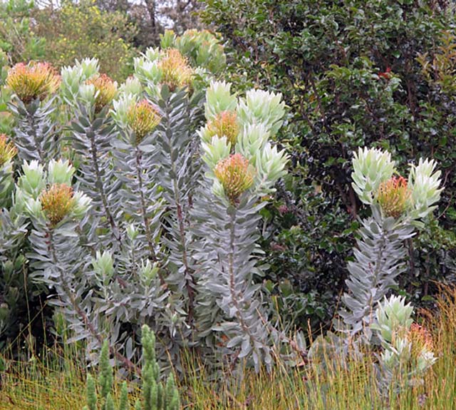 Mimetes Plant