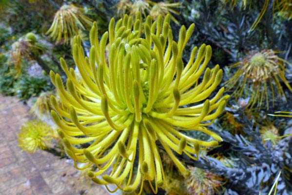 A yellow spiked blossom.