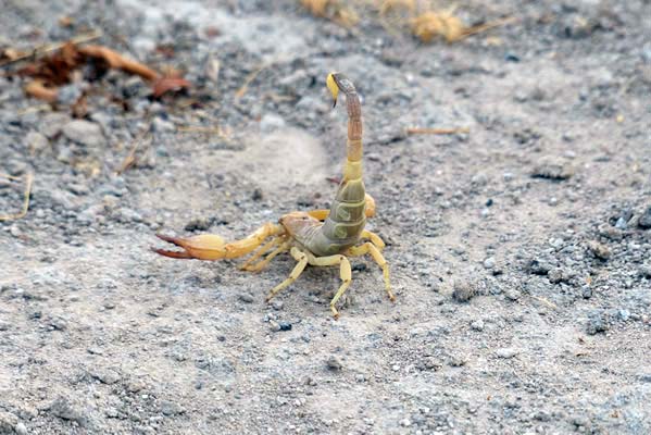 An angry scorpian marching in the sand.