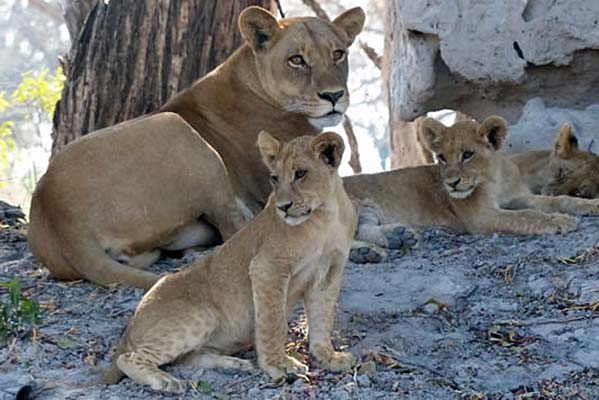 A family of lions, with the matriarch watching over her two babies. 
