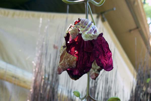 A mysterious withered flower.